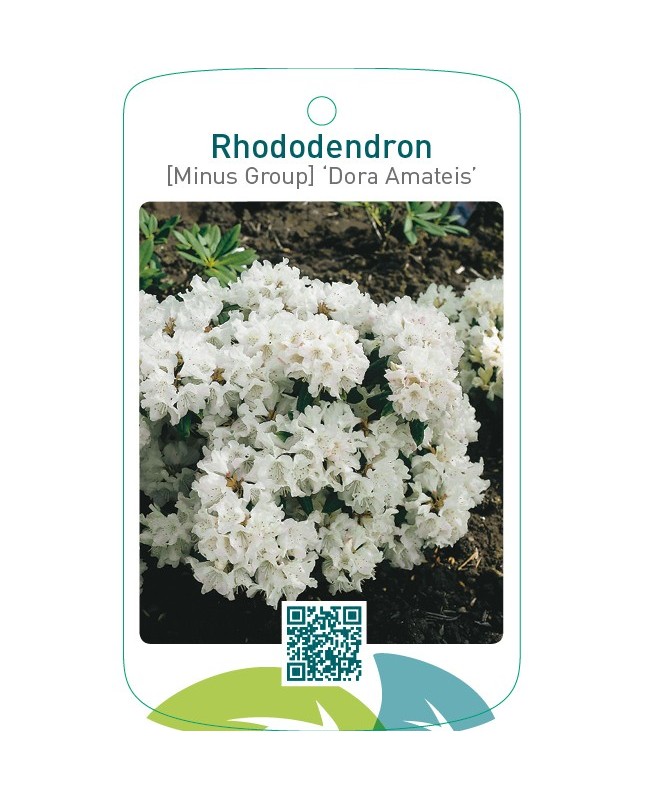 Rhododendron [Minus Group] ‘Dora Amateis’