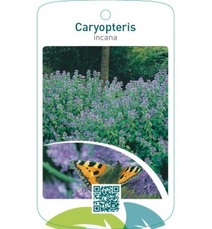 Caryopteris incana