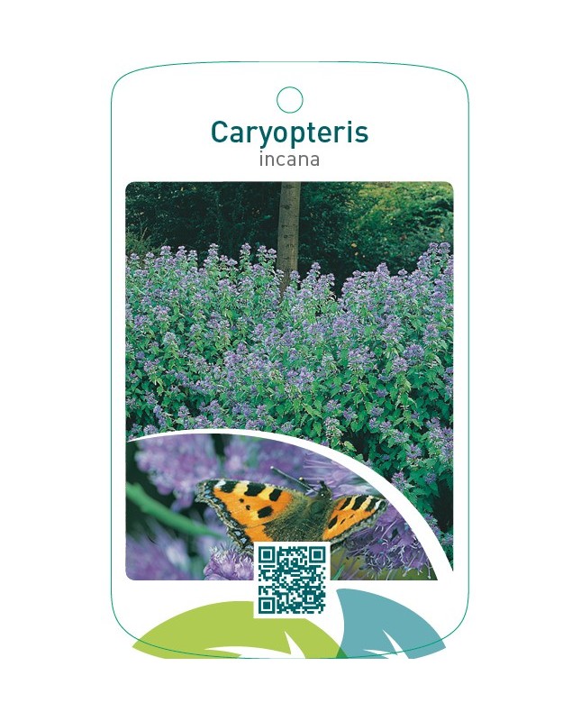 Caryopteris incana