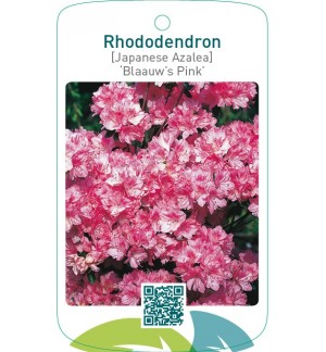 Rhododendron [Japanese Azalea] ‘Blaauw’s Pink’