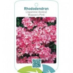 Rhododendron [Japanese Azalea] ‘Blaauw’s Pink’