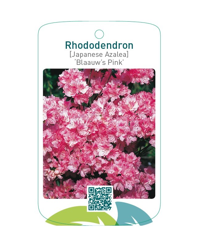 Rhododendron [Japanese Azalea] ‘Blaauw’s Pink’