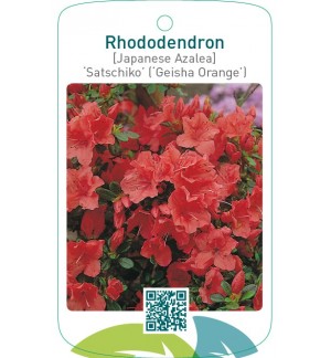 Rhododendron [Japanese Azalea] ‘Satschiko’ (‘Geisha Orange’)