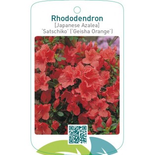 Rhododendron [Japanese Azalea] ‘Satschiko’ (‘Geisha Orange’)