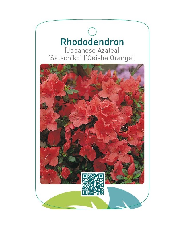 Rhododendron [Japanese Azalea] ‘Satschiko’ (‘Geisha Orange’)