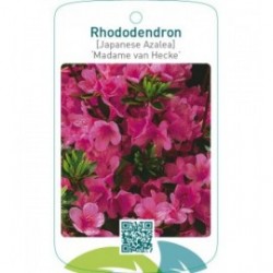 Rhododendron [Japanese Azalea] ‘Madame van Hecke’