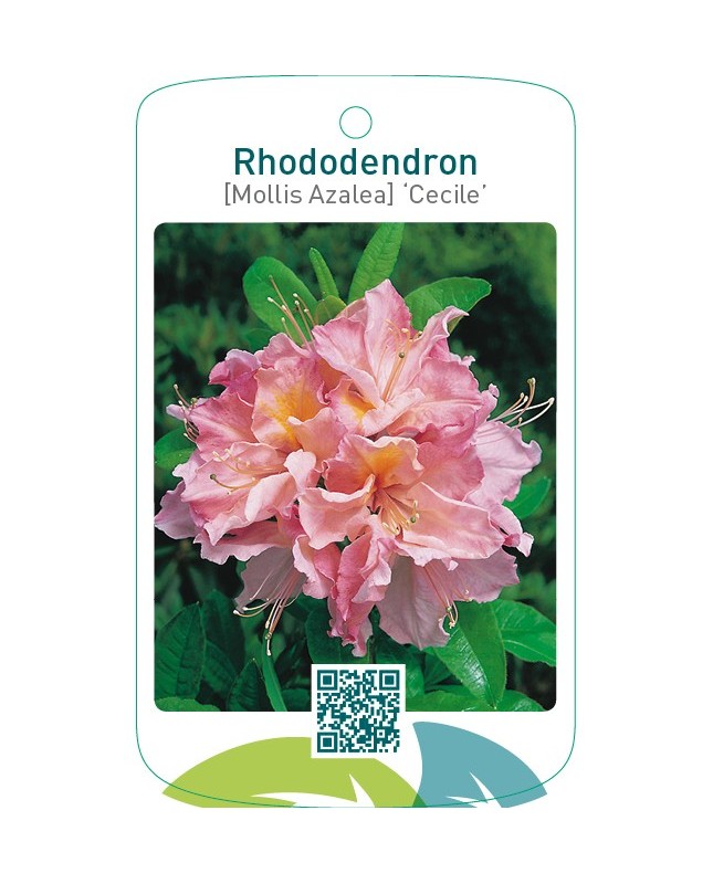 Rhododendron [Mollis Azalea] ‘Cecile’