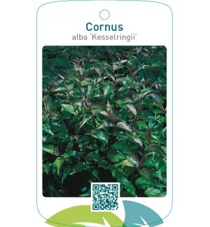 Cornus alba ‘Kesselringii’
