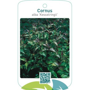 Cornus alba ‘Kesselringii’