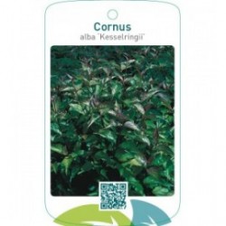 Cornus alba ‘Kesselringii’