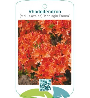 Rhododendron [Mollis Azalea] ‘Koningin Emma’