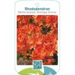 Rhododendron [Mollis Azalea] ‘Koningin Emma’