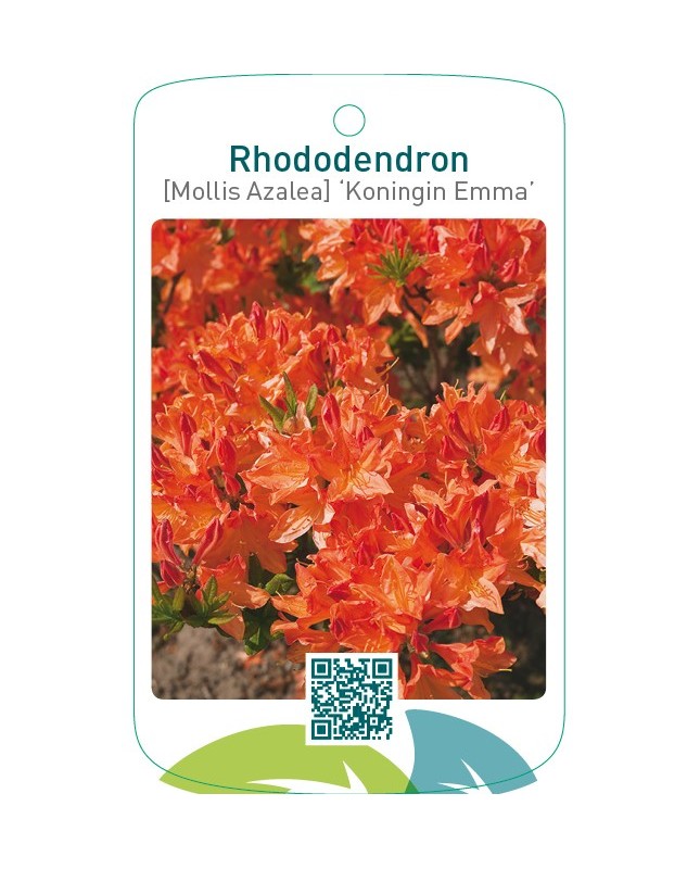 Rhododendron [Mollis Azalea] ‘Koningin Emma’