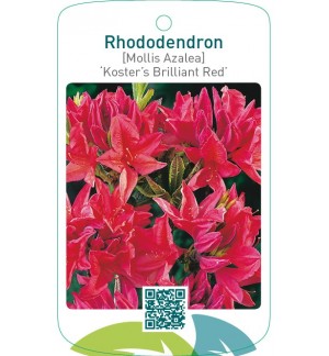 Rhododendron [Mollis Azalea] ‘Koster’s Brilliant Red’