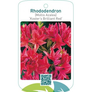 Rhododendron [Mollis Azalea] ‘Koster’s Brilliant Red’