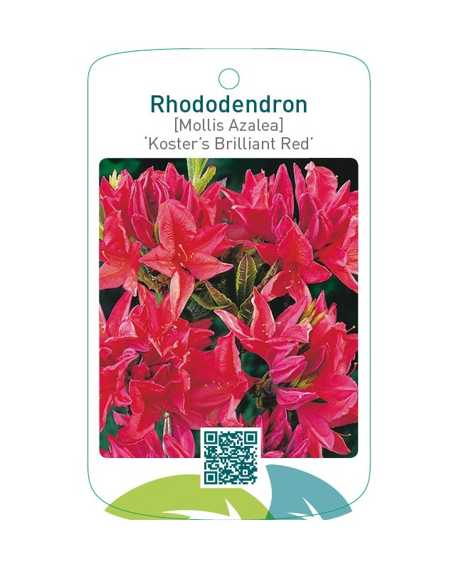 Rhododendron [Mollis Azalea] ‘Koster’s Brilliant Red’