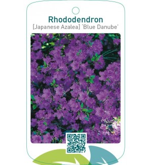 Rhododendron [Japanese Azalea] ‘Blue Danube’