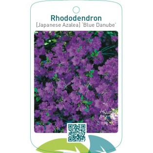Rhododendron [Japanese Azalea] ‘Blue Danube’