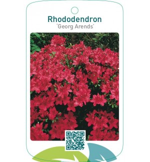 Rhododendron [Japanese Azalea] ‘Georg Arends’