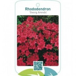 Rhododendron [Japanese Azalea] ‘Georg Arends’