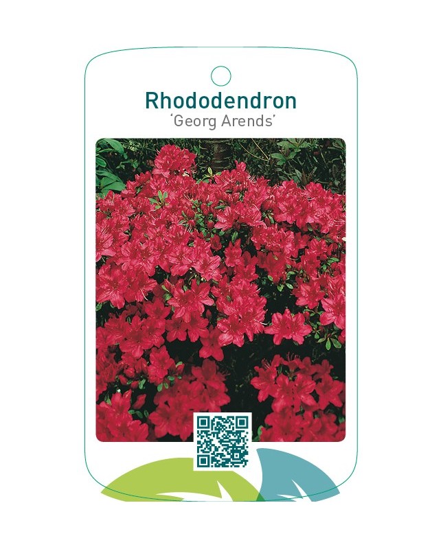 Rhododendron [Japanese Azalea] ‘Georg Arends’