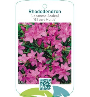 Rhododendron [Japanese Azalea] ‘Gilbert Mullie’