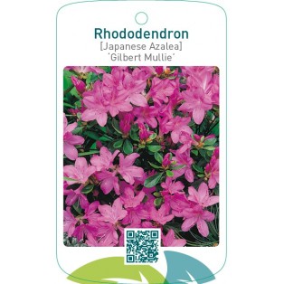 Rhododendron [Japanese Azalea] ‘Gilbert Mullie’