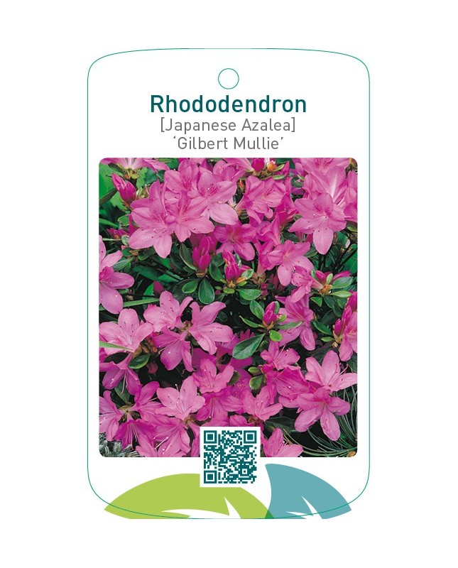 Rhododendron [Japanese Azalea] ‘Gilbert Mullie’