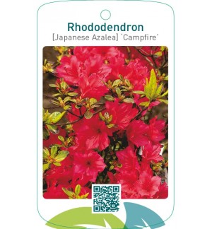 Rhododendron [Japanese Azalea] ‘Campfire’