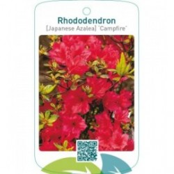 Rhododendron [Japanese Azalea] ‘Campfire’