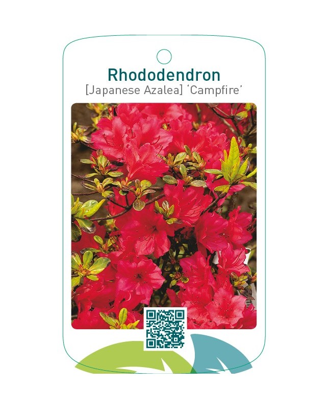 Rhododendron [Japanese Azalea] ‘Campfire’
