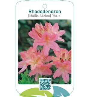 Rhododendron [Mollis Azalea] ‘Ho-o’