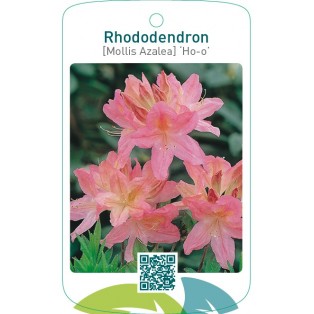 Rhododendron [Mollis Azalea] ‘Ho-o’