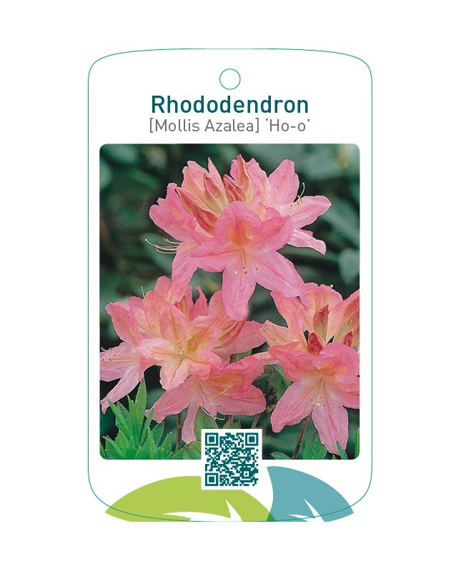 Rhododendron [Mollis Azalea] ‘Ho-o’
