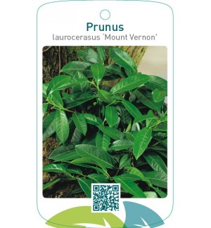 Prunus laurocerasus ‘Mount Vernon’
