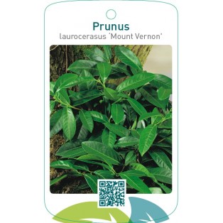 Prunus laurocerasus ‘Mount Vernon’