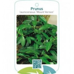 Prunus laurocerasus ‘Mount Vernon’