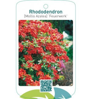 Rhododendron [Mollis Azalea] ‘Feuerwerk’