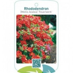 Rhododendron [Mollis Azalea] ‘Feuerwerk’