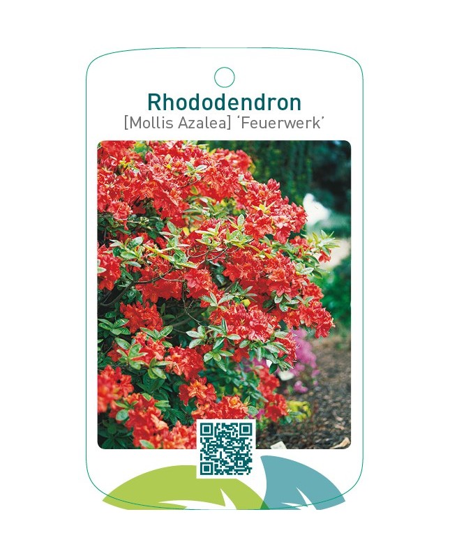 Rhododendron [Mollis Azalea] ‘Feuerwerk’