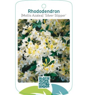 Rhododendron [Mollis Azalea] ‘Silver Slipper’