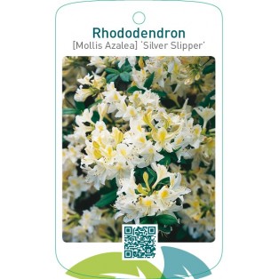 Rhododendron [Mollis Azalea] ‘Silver Slipper’