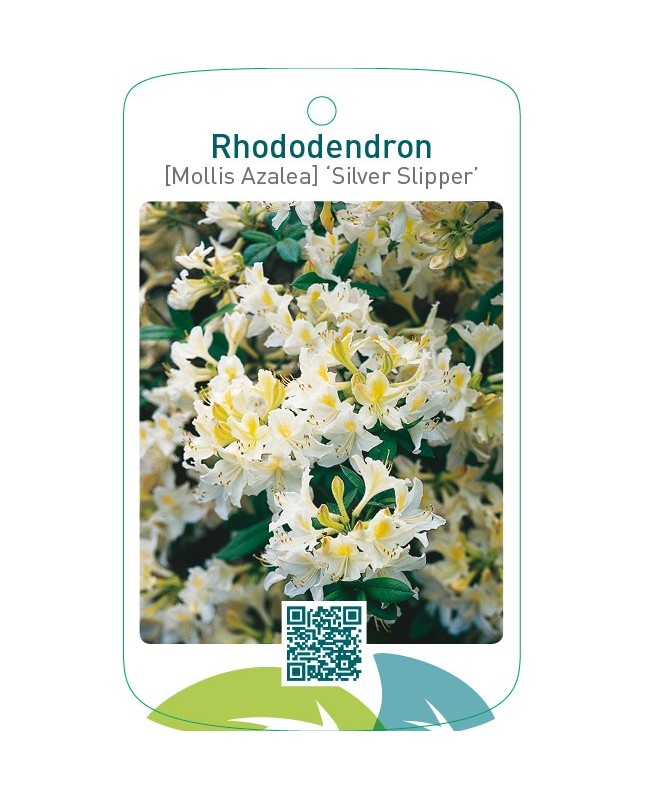 Rhododendron [Mollis Azalea] ‘Silver Slipper’