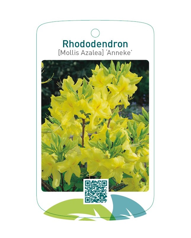 Rhododendron [Mollis Azalea] ‘Anneke’