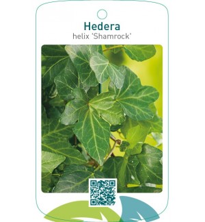 Hedera helix ‘Shamrock’