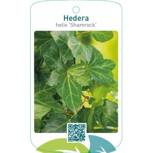 Hedera helix ‘Shamrock’