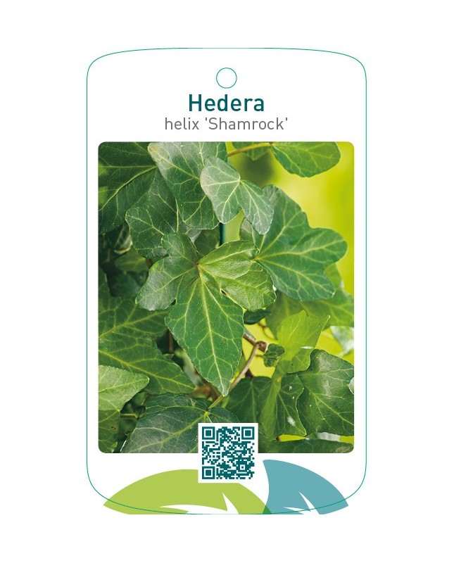 Hedera helix ‘Shamrock’