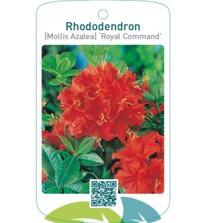Rhododendron [Mollis Azalea] ‘Royal Command’