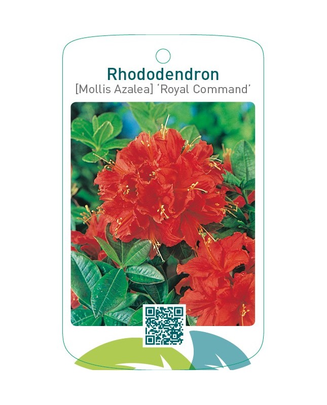 Rhododendron [Mollis Azalea] ‘Royal Command’