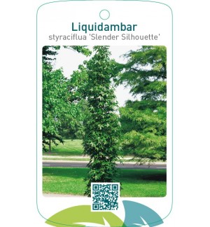 Liquidambar styraciflua ‘Slender Silhouette’